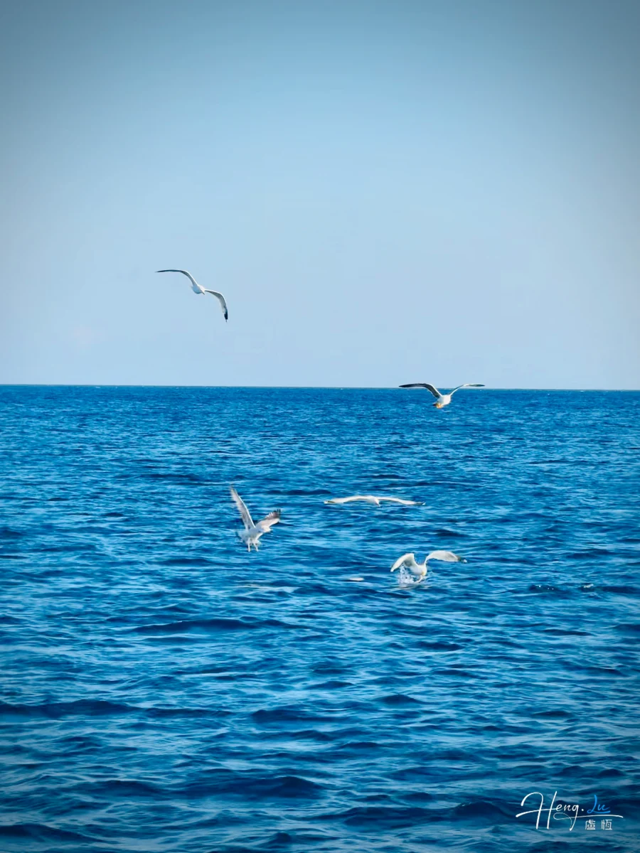 Seagulls Flying Over Deep Blue Ocean