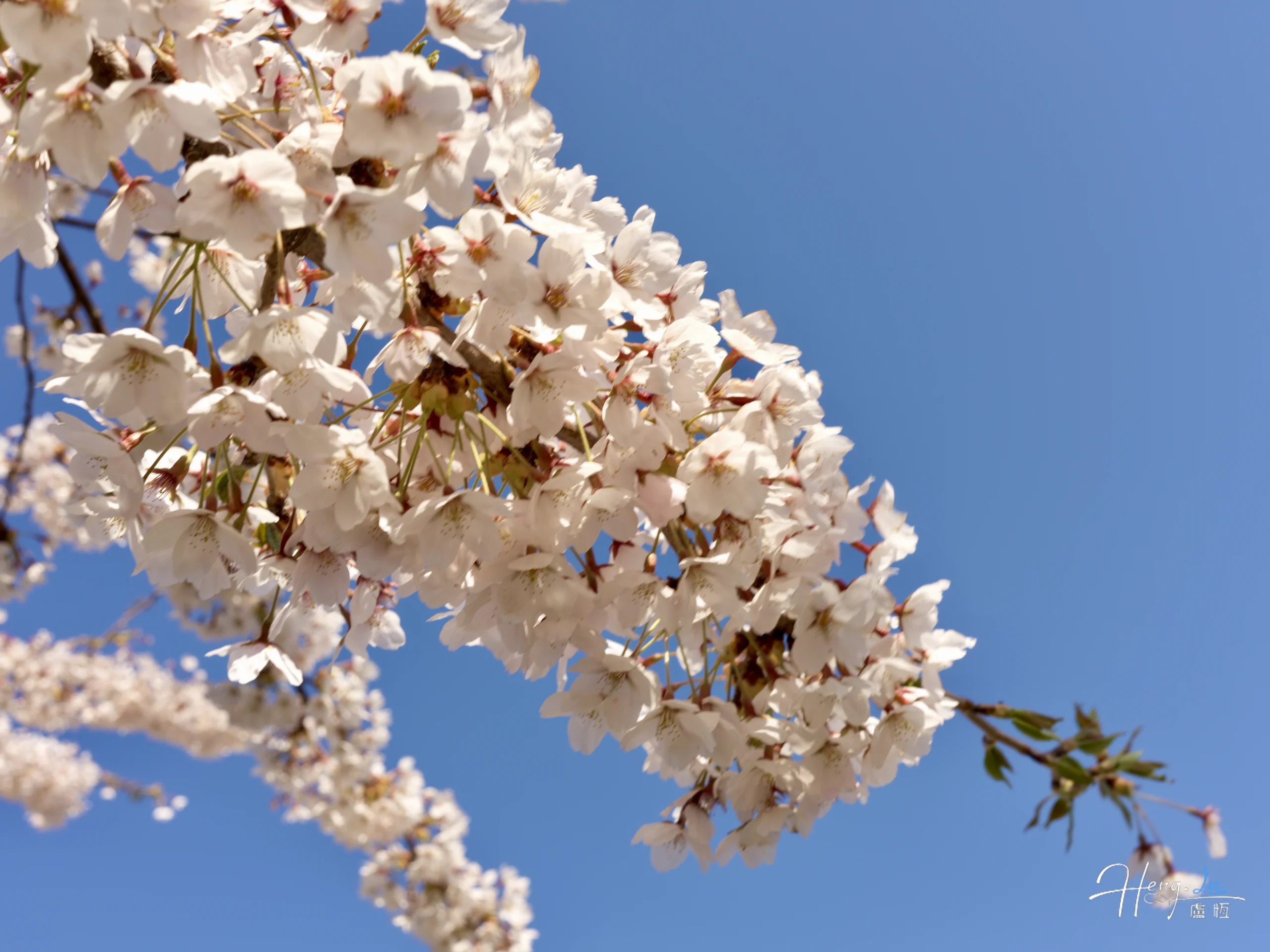 Close up of cherry blossoms under blue sky