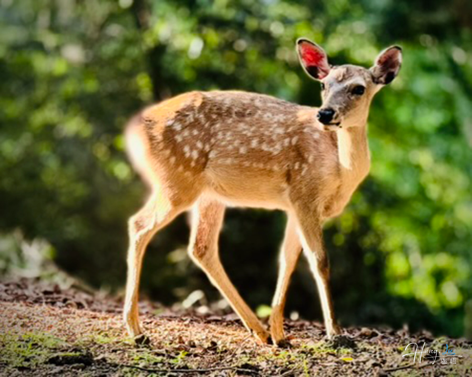 Young deer in sunlit forest