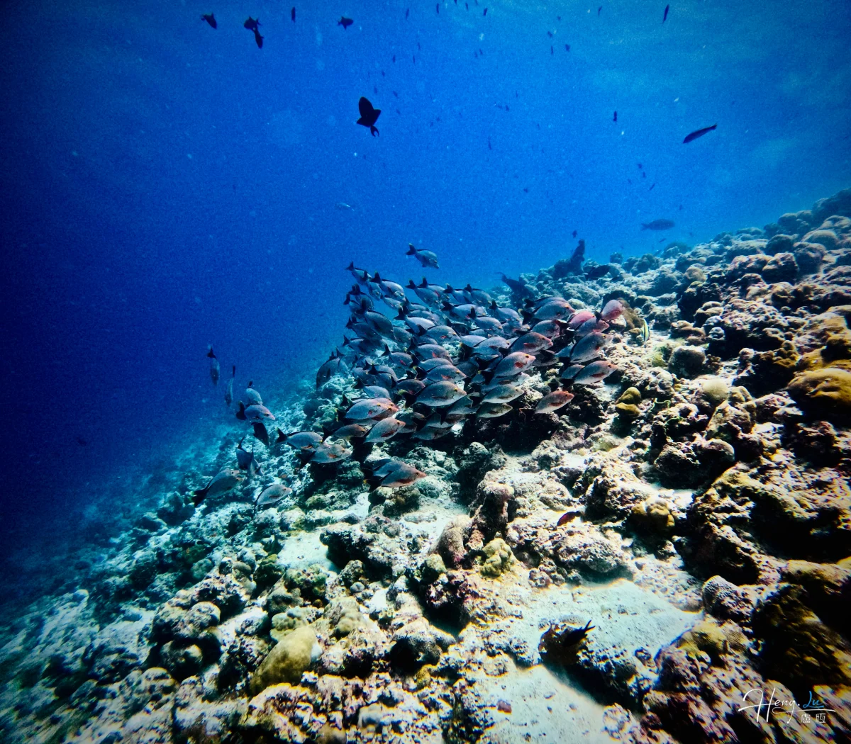 Large School Of Fish Over Coral Reef