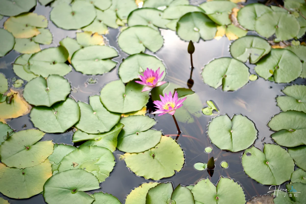 Pink-water-lilies-floating-on-pond (1)