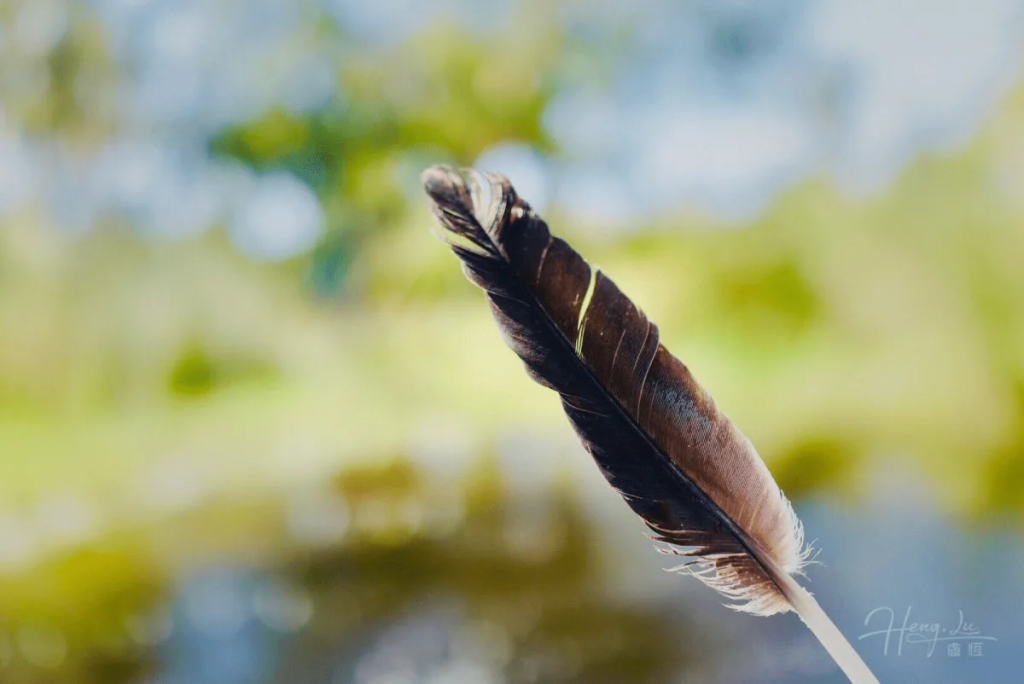 Feather-in-Africa