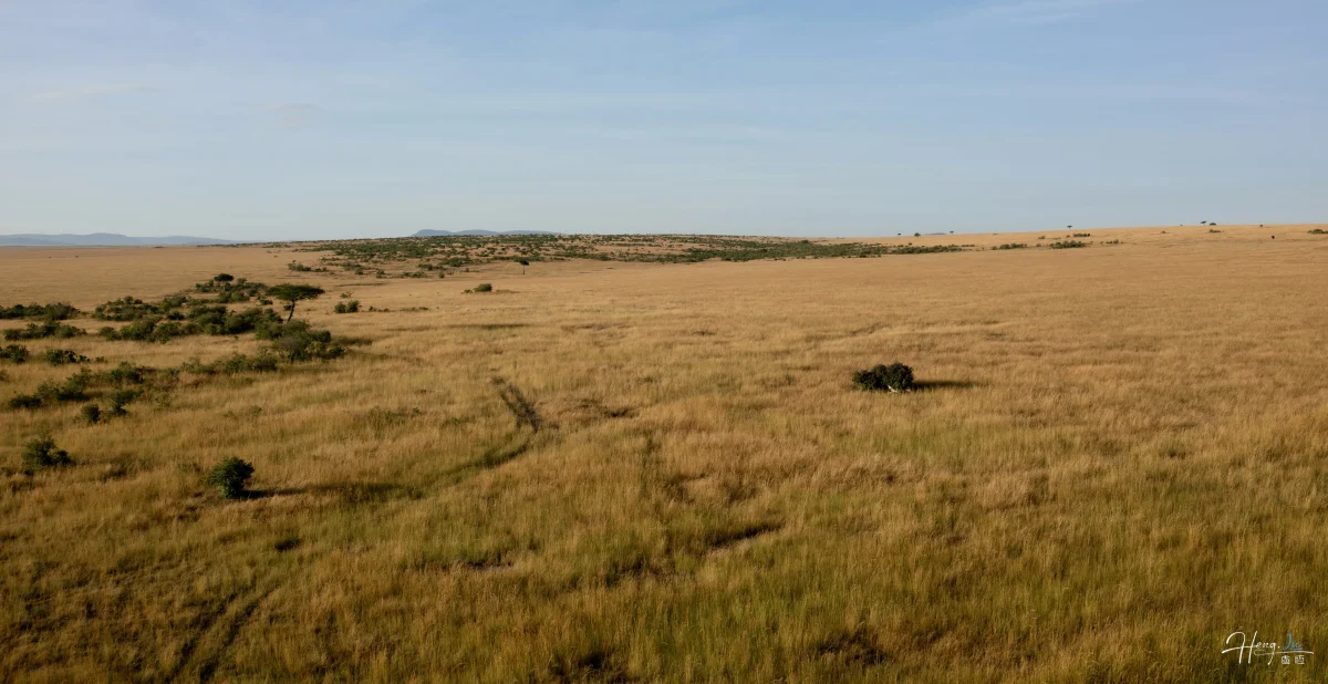 Golden Savannah Under Clear Blue Sky