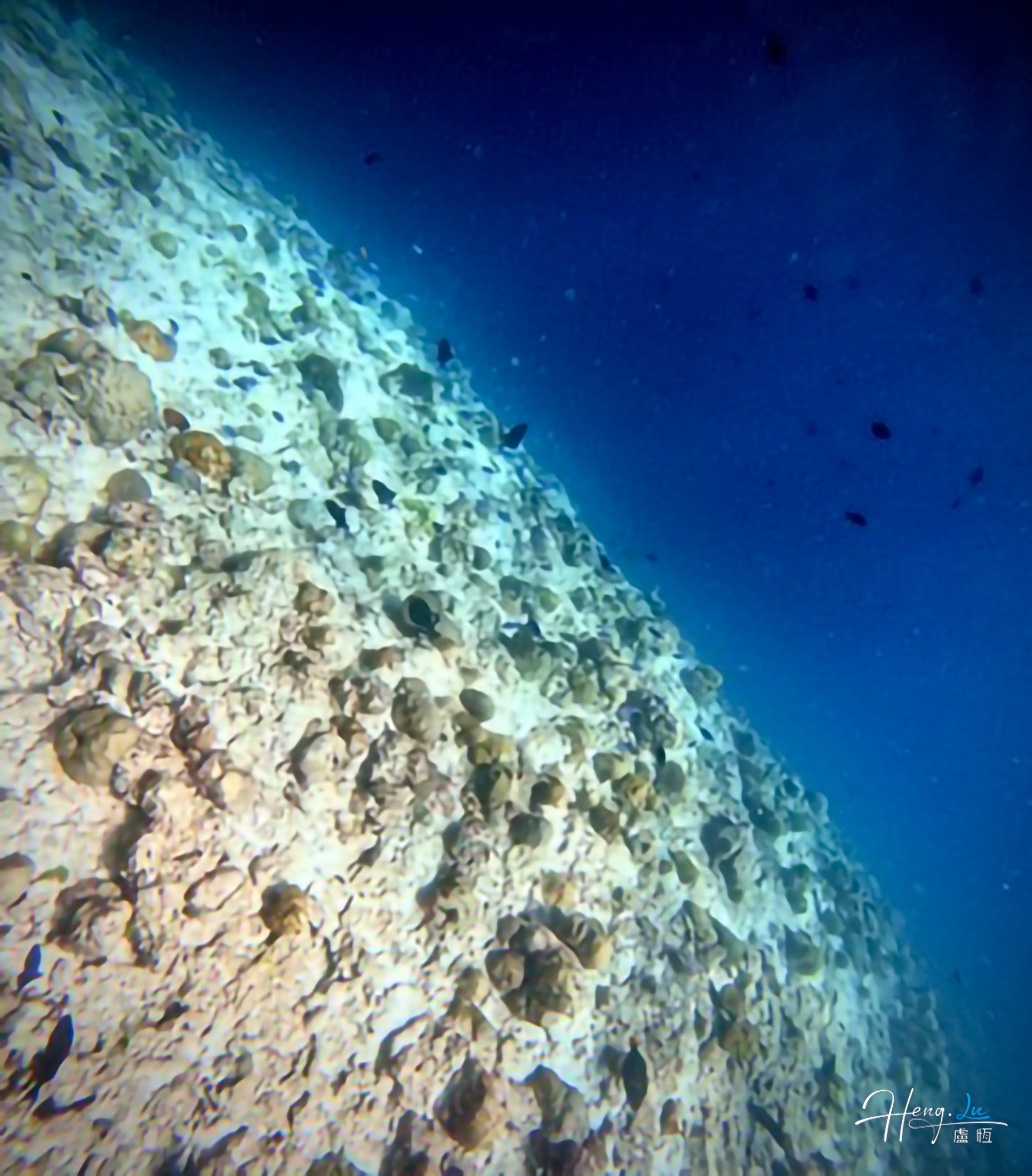 Underwater view of coral reef slope