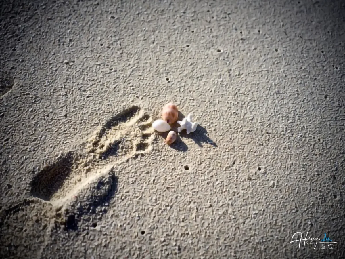 footprint-and-shells-on-sandy-beach (1)