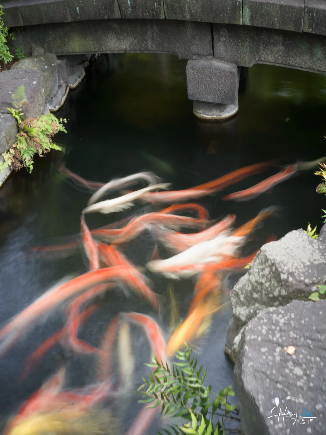 Colorful koi fish swimming under stone bridge