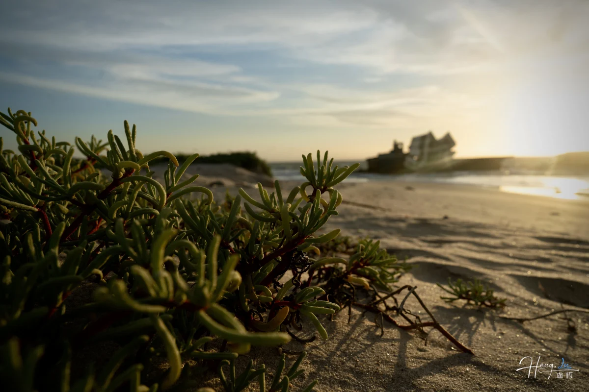 Green Coastal Plants On Beach With Sunken Ship In Background