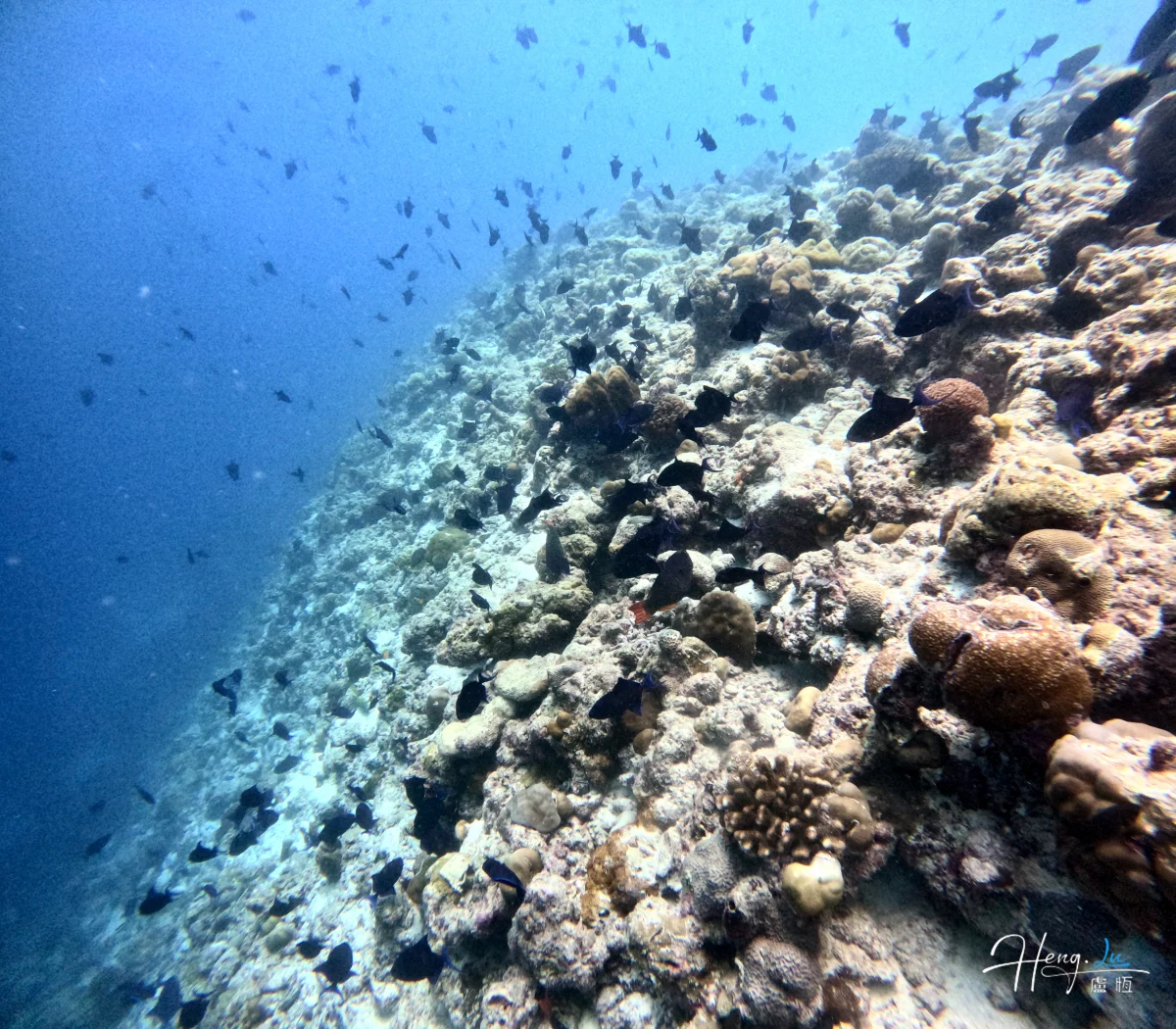 coral-reef-with-school-of-fish-underwater-