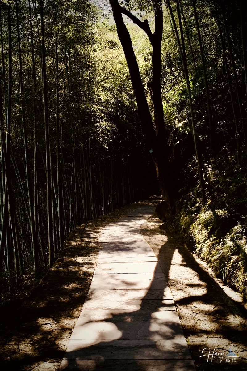 Bamboo Pathway With Dappled Sunlight