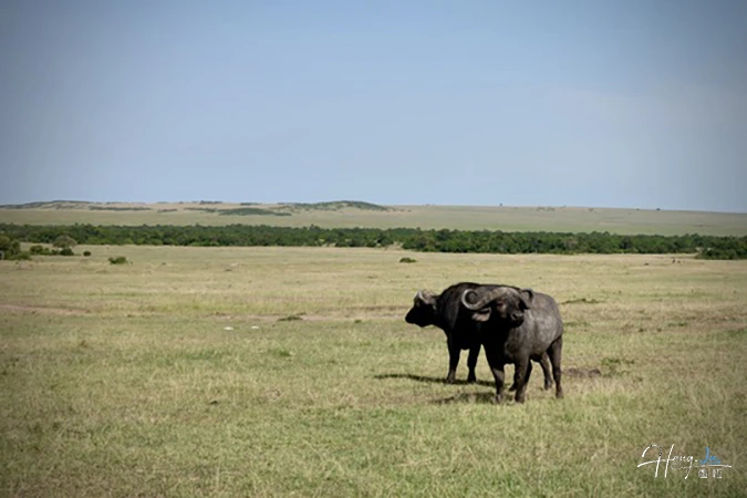 Two buffalos standing on grassy plain