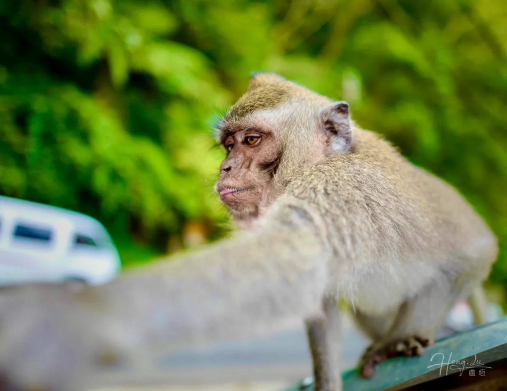 Monkey-stretching-forward