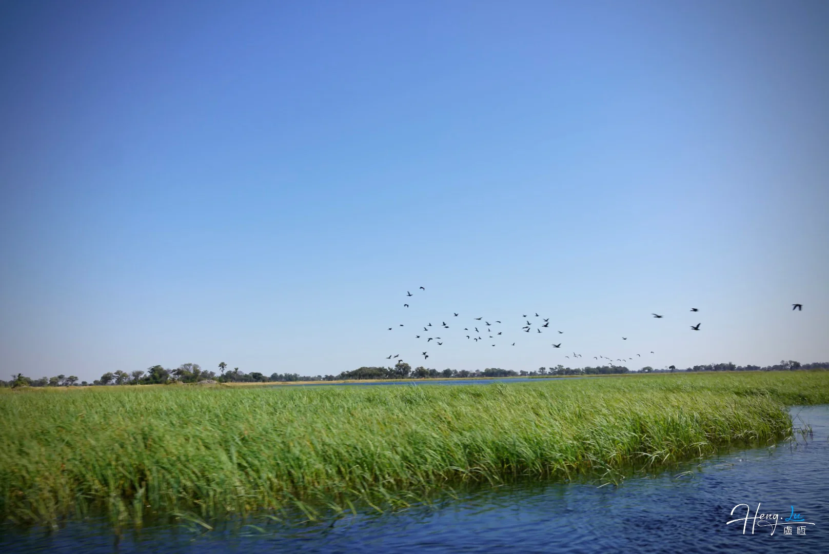 Flock of birds flying over river and wetlands