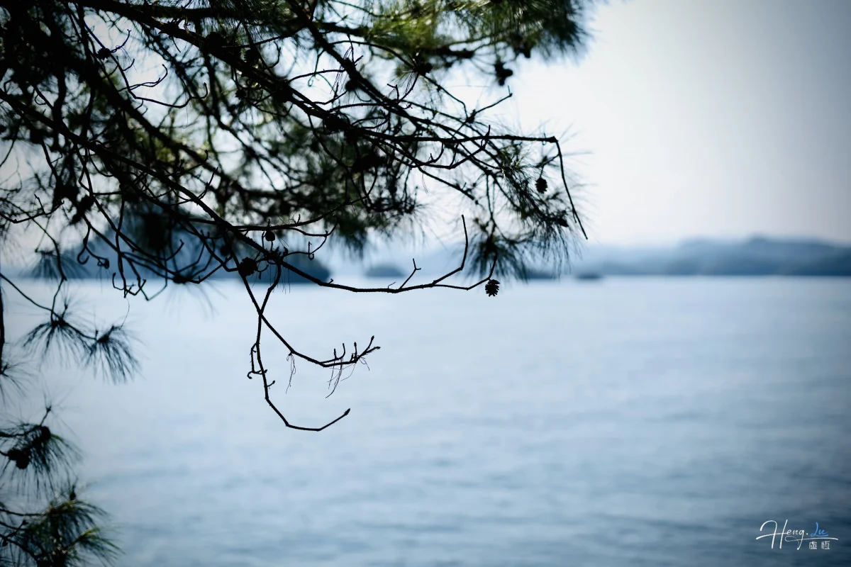 Pine Branches Overlooking Calm Lake