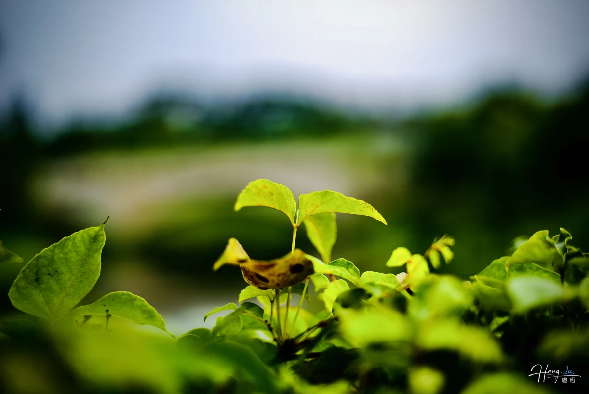 Fresh Green Leaves In Soft Focus
