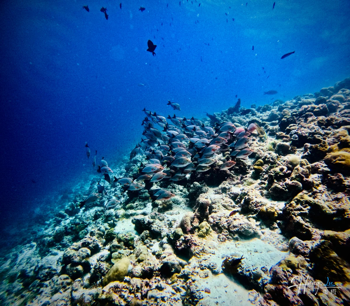 School Of Fish Over Coral Reef