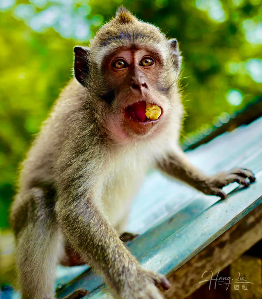 A monkey pauses with food in its mouth and one hand resting on a metal surface.