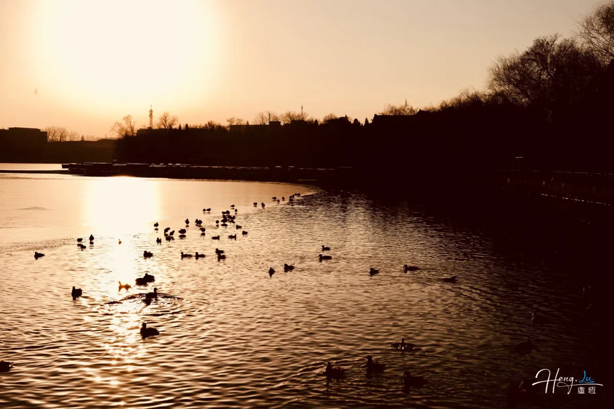 Ducks Swimming On Lake Under Golden Sunset Light