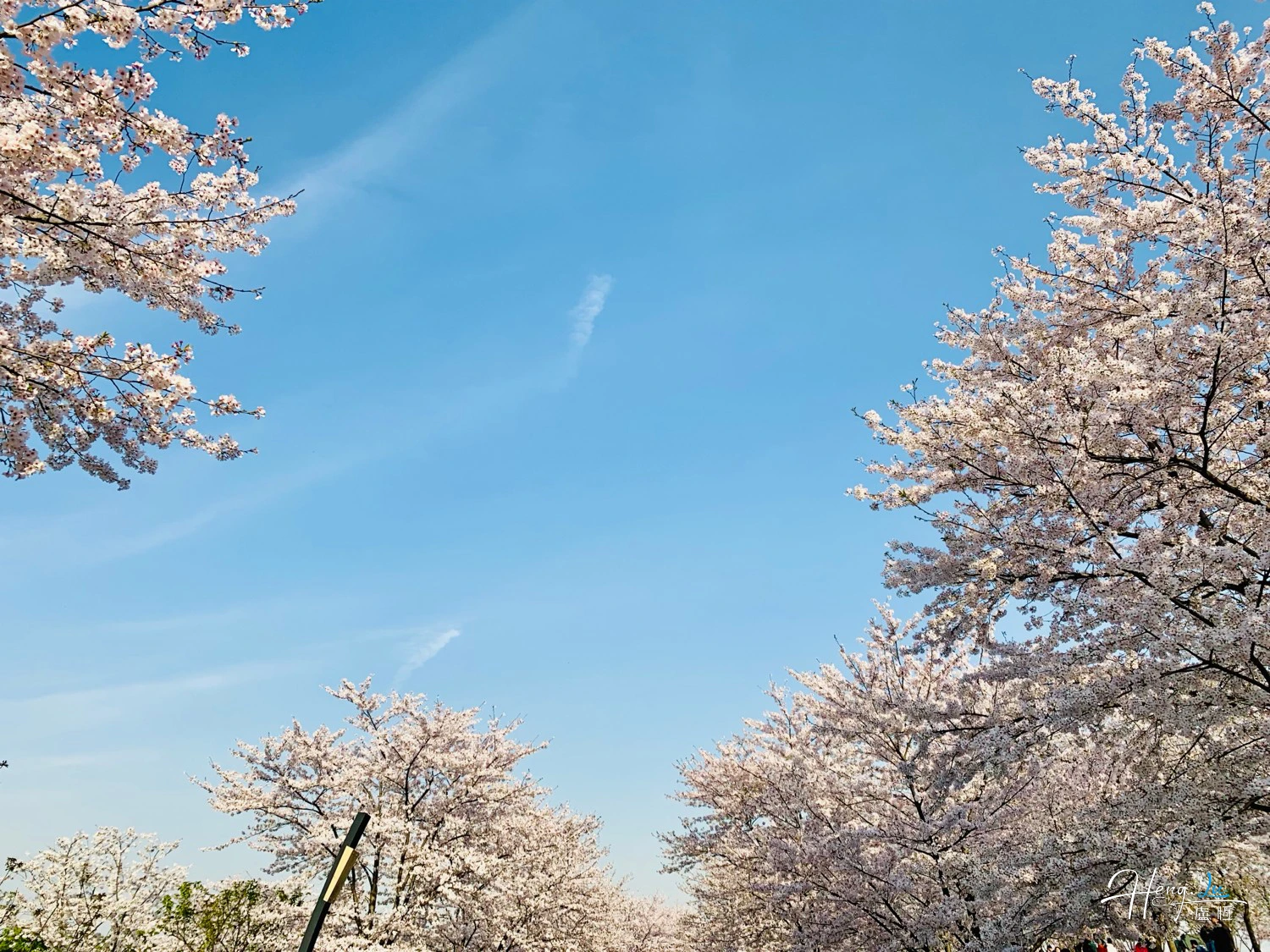 Cherry blossoms under clear blue sky
