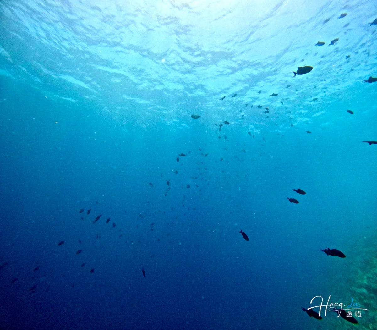 school-of-fish-swimming-in-deep-blue-ocean (1)