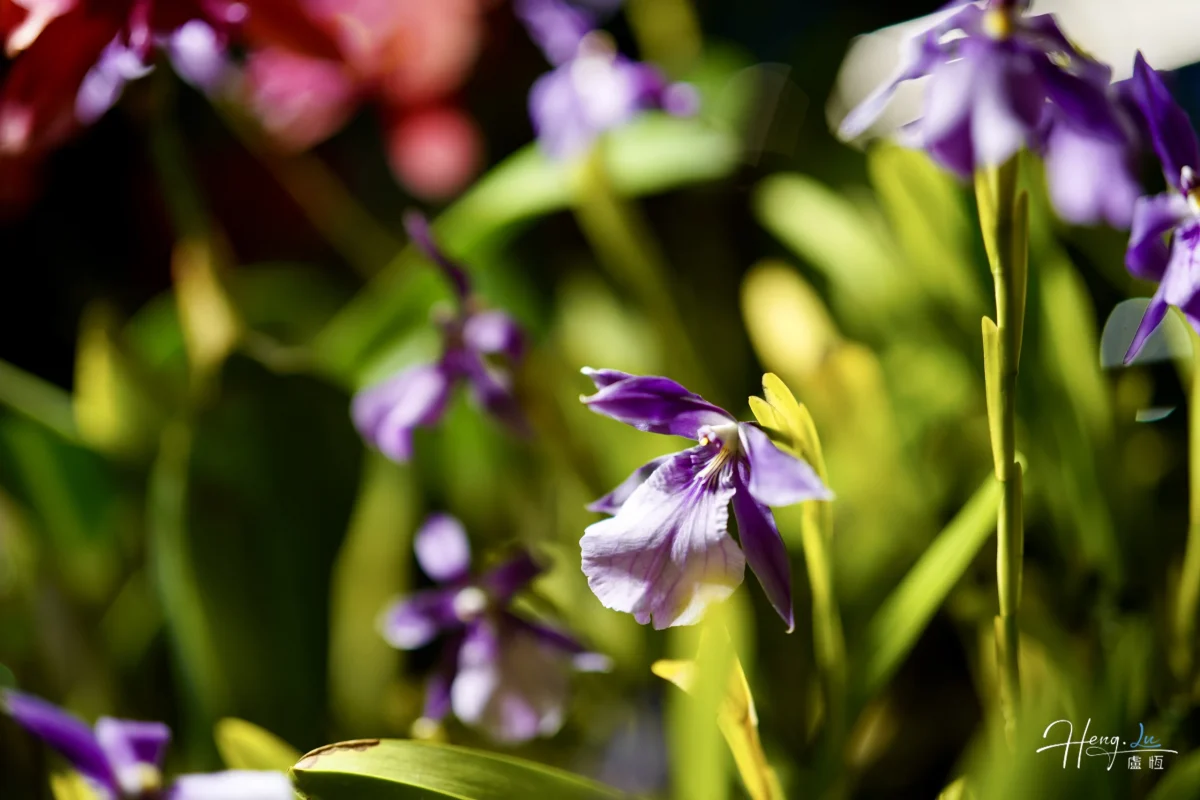 Close Up Of Purple Orchid Flowers In Sunlight