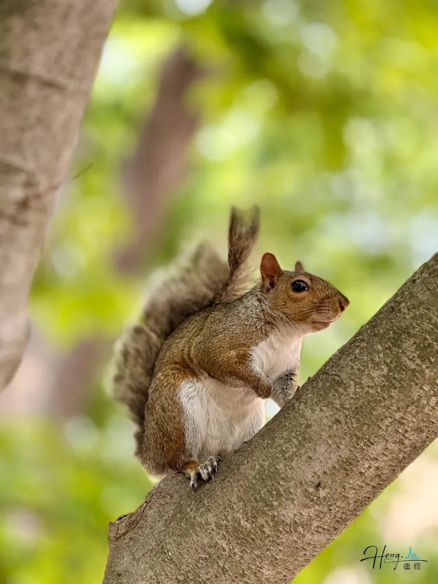 Curious Squirrel Perched On Tree Branch