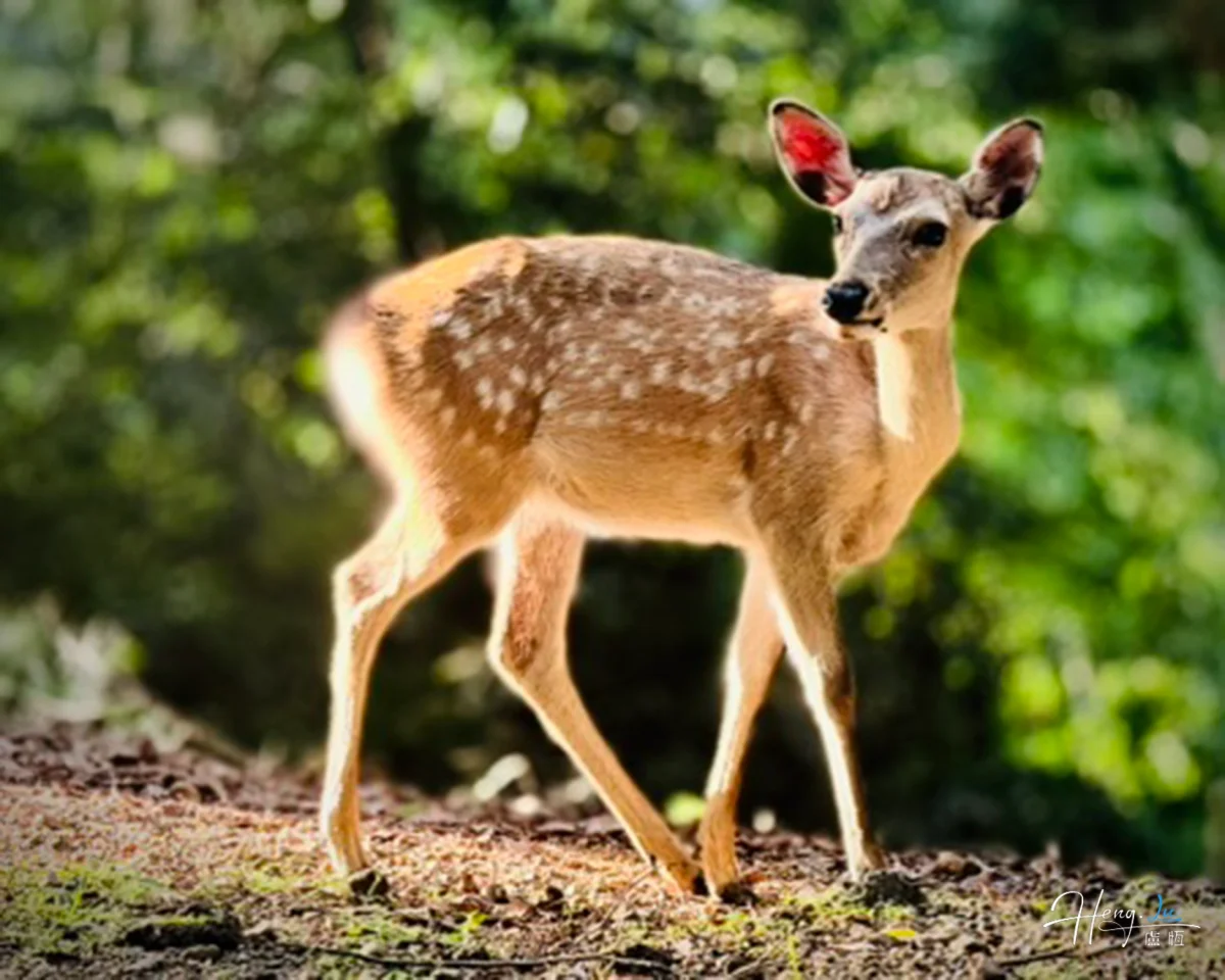 Young Deer In Sunlit Forest