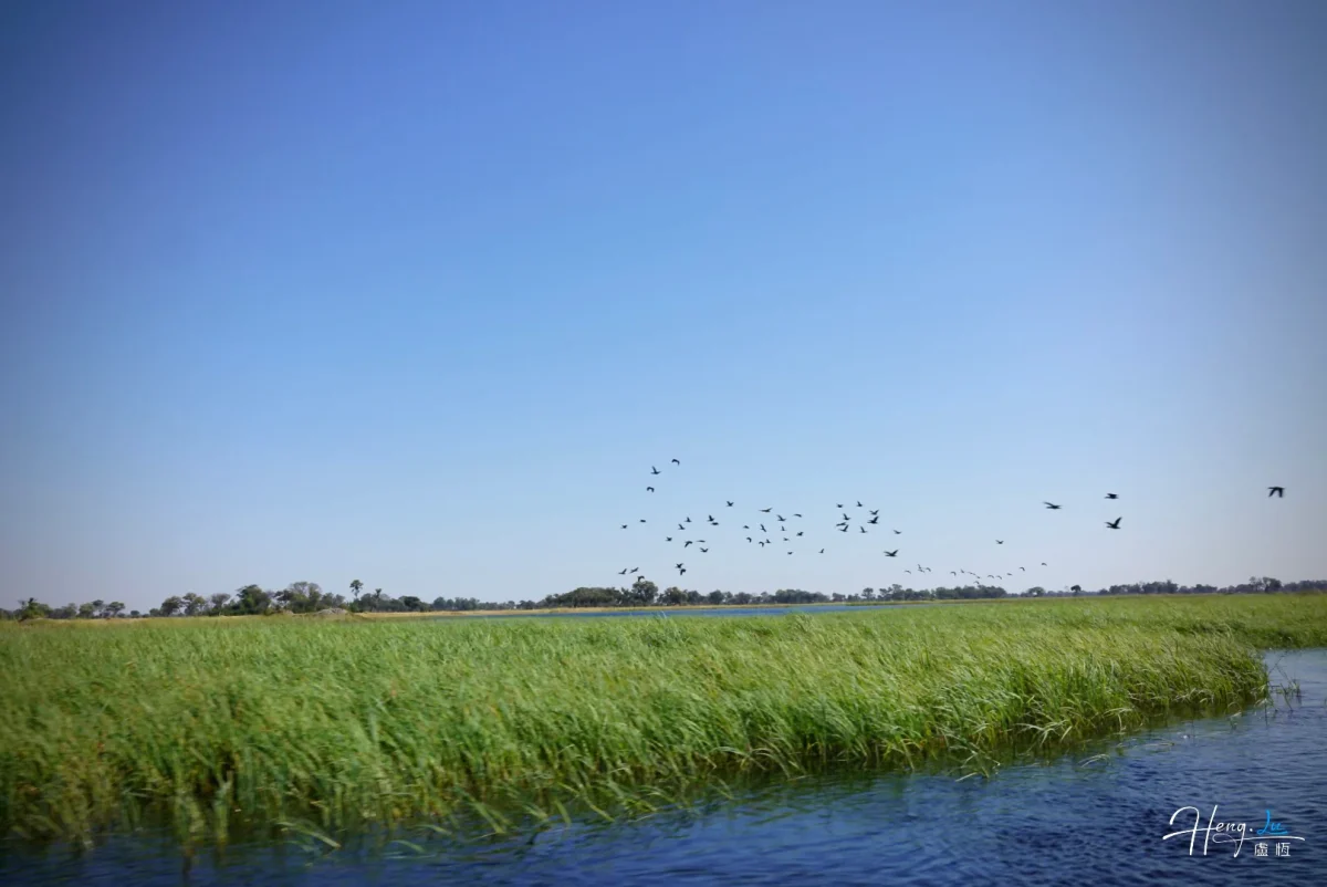 Flock Of Birds Flying Over River And Wetlands