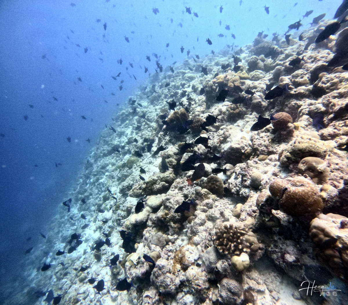 coral-reef-with-school-of-fish-underwater (1)