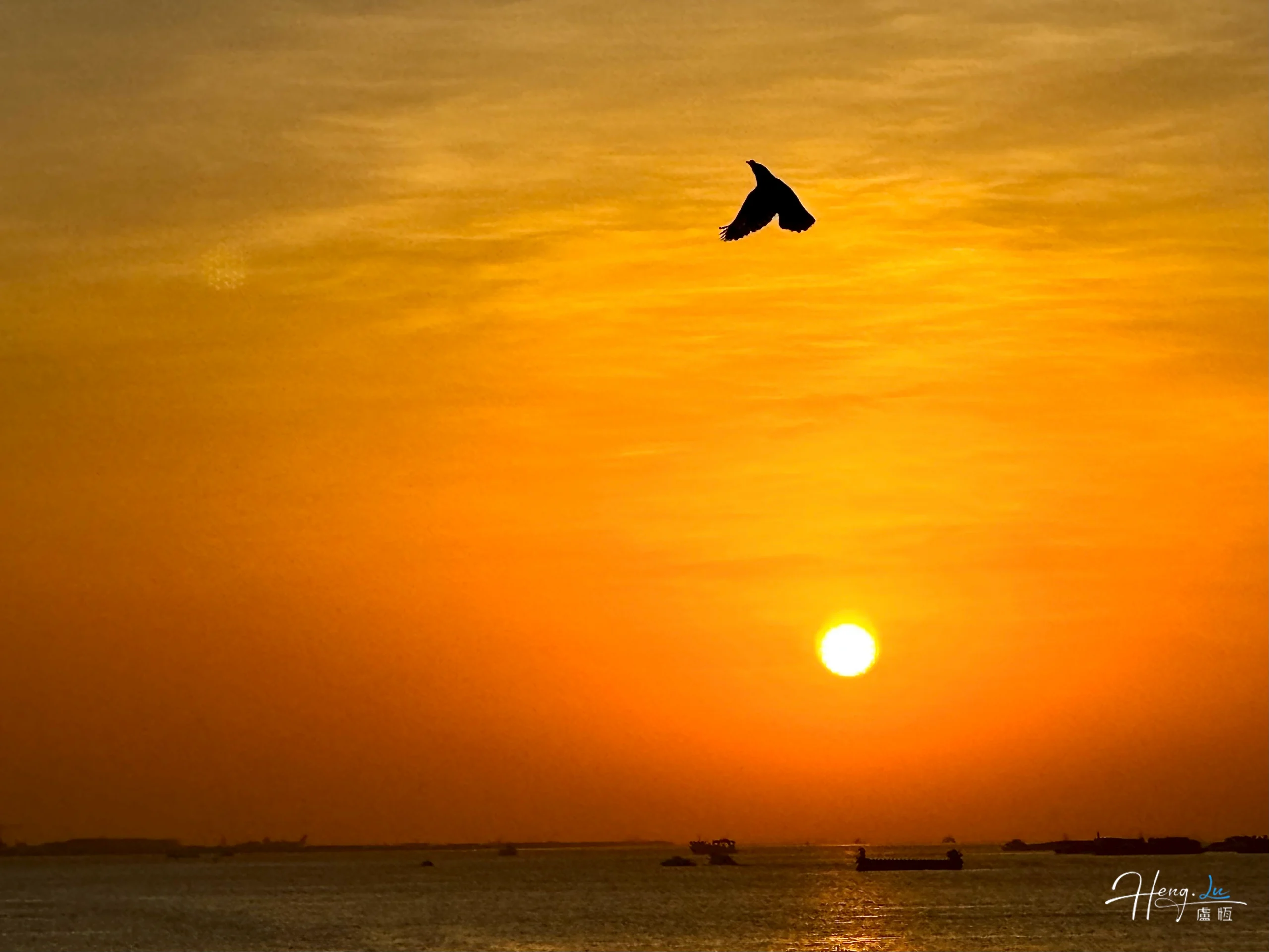 Pájaro volando sobre el mar al atardecer