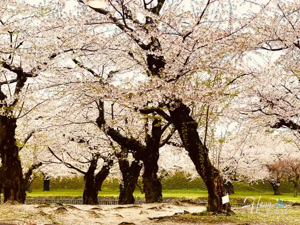 Row Of Cherry Trees In Full Bloom