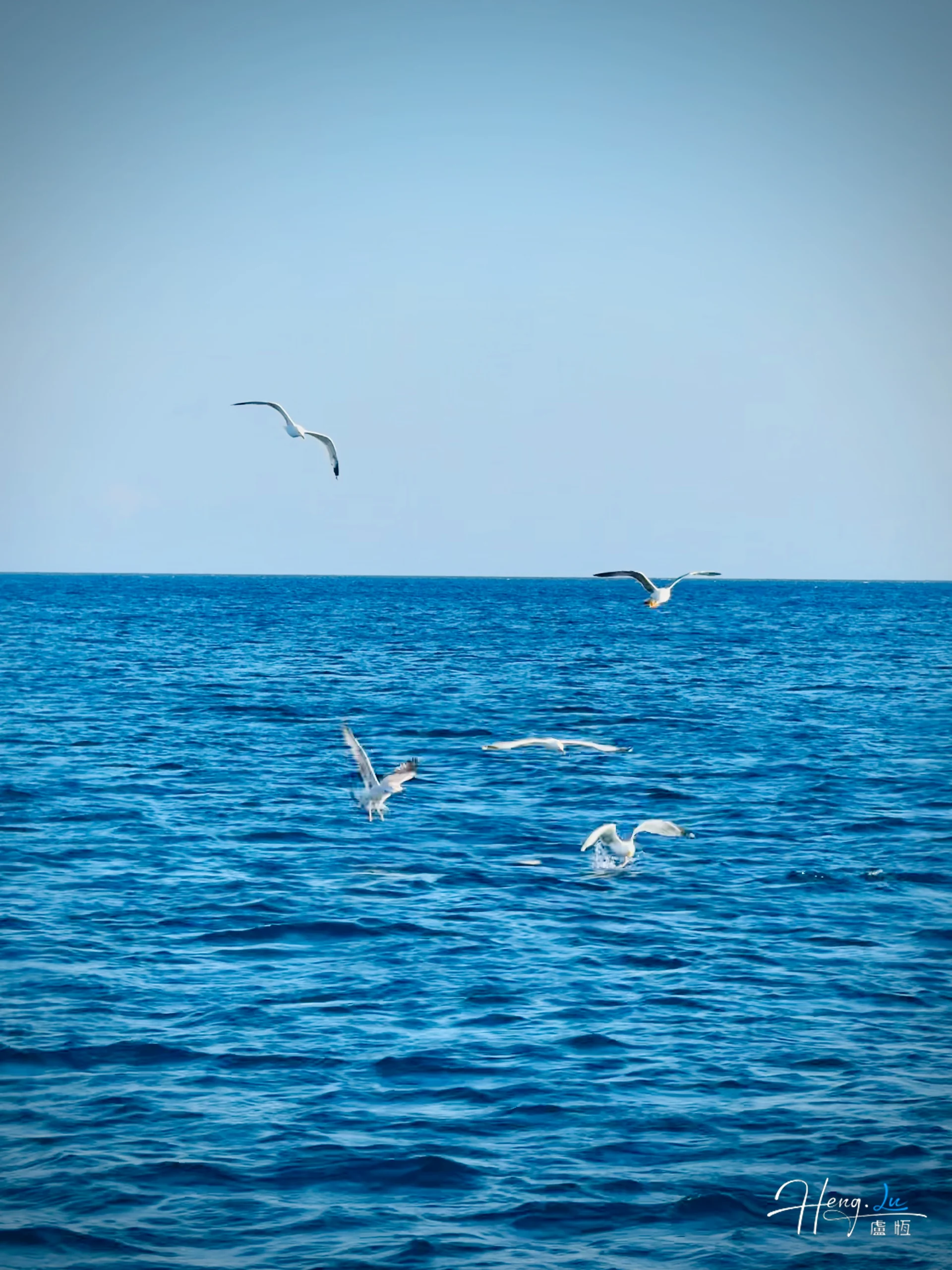 Seagulls flying over deep blue ocean