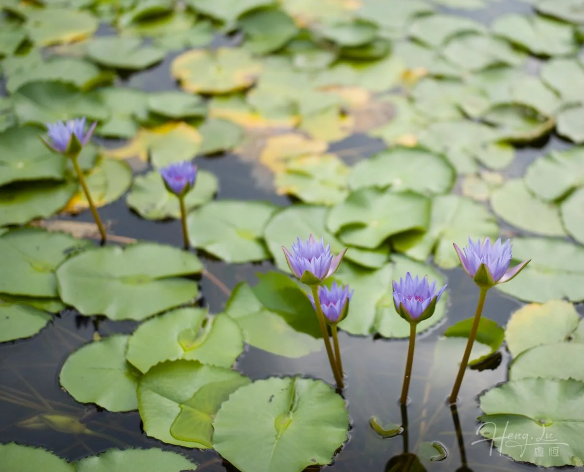 Purple Water Lilies Blooming Among Green Pads
