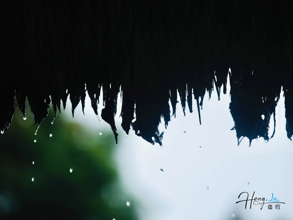 Raindrops falling from thatch roof