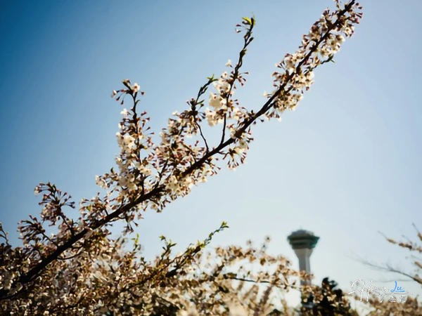 Cherry Blossoms With Tower In Background