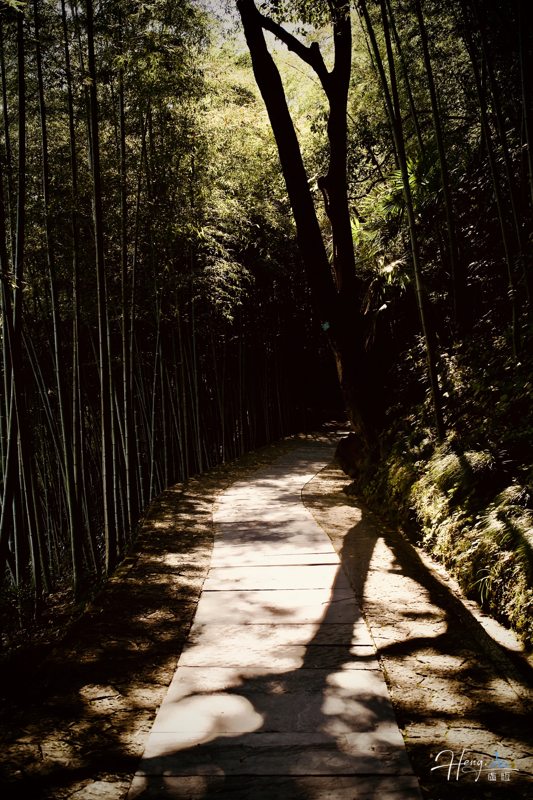 Bamboo pathway with dappled sunlight