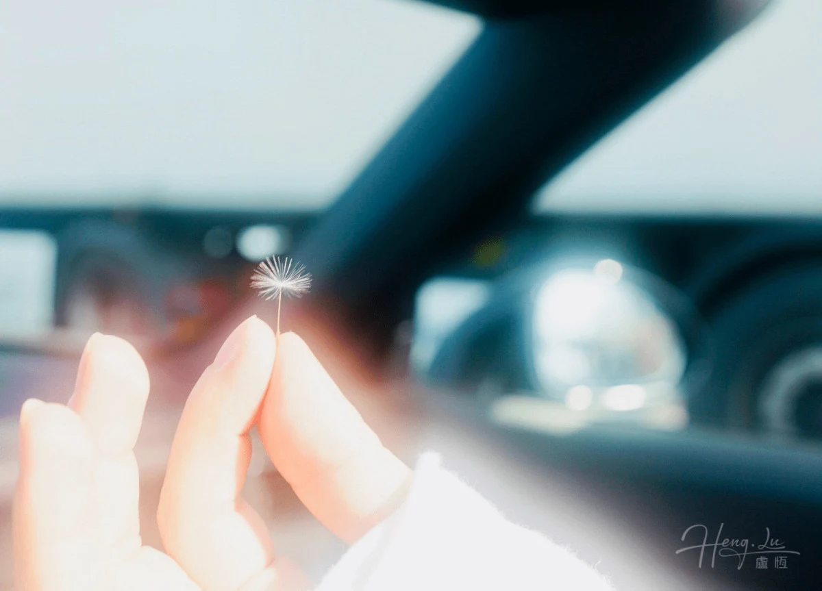 A Hand Holding A Single Dandelion Fluff