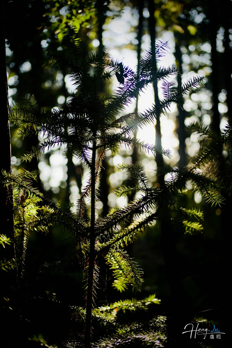 Sunlight-filtering-through-forest-foliage (1)
