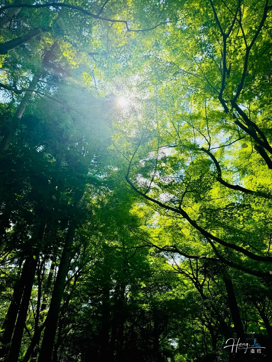 Sunlight Filtering Through Green Forest Canopy