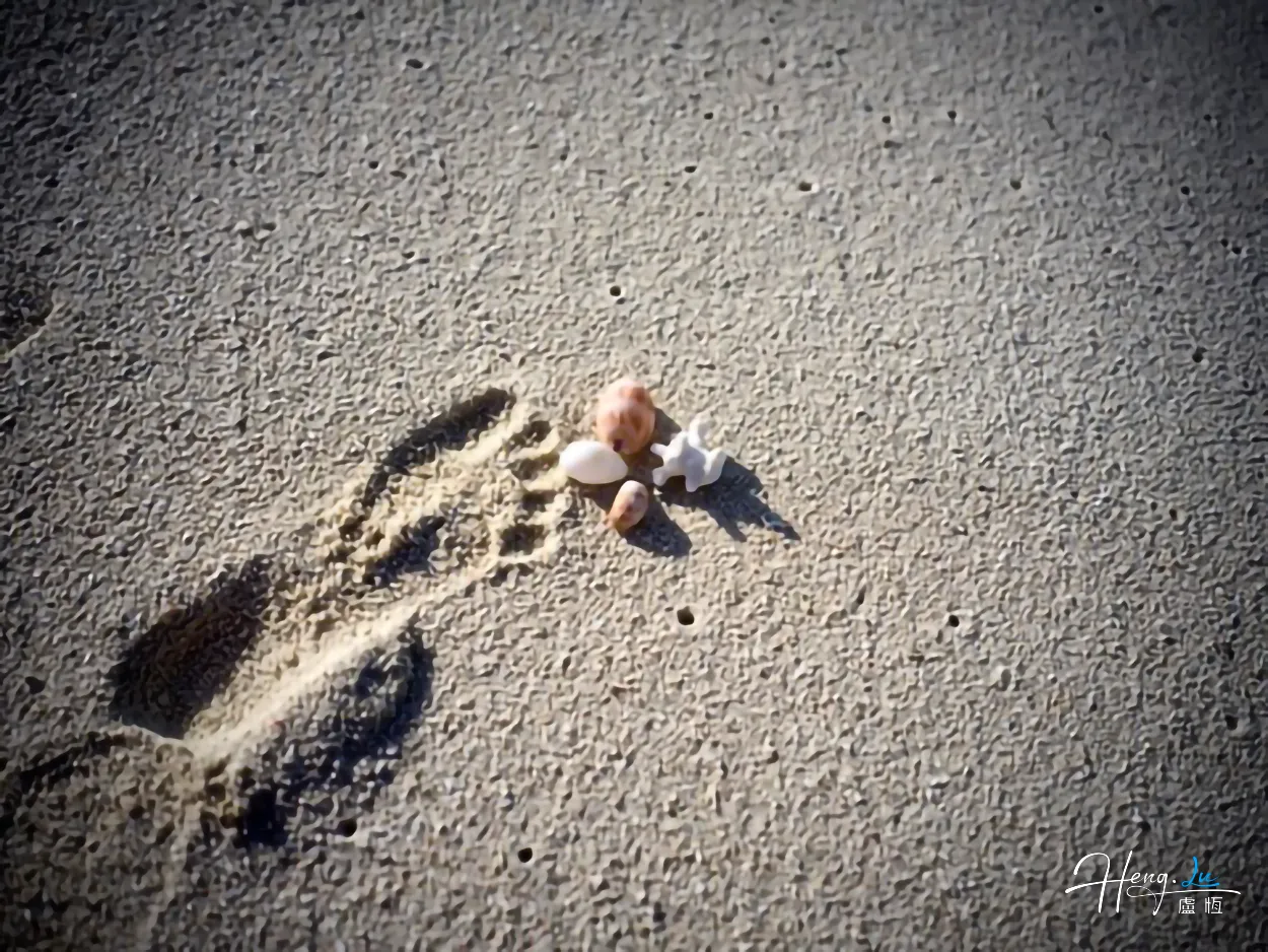 Footprint and shells on sandy beach