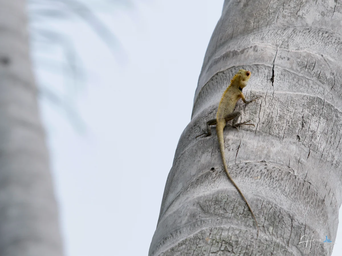 Lizard Climbing On Tree Trunk