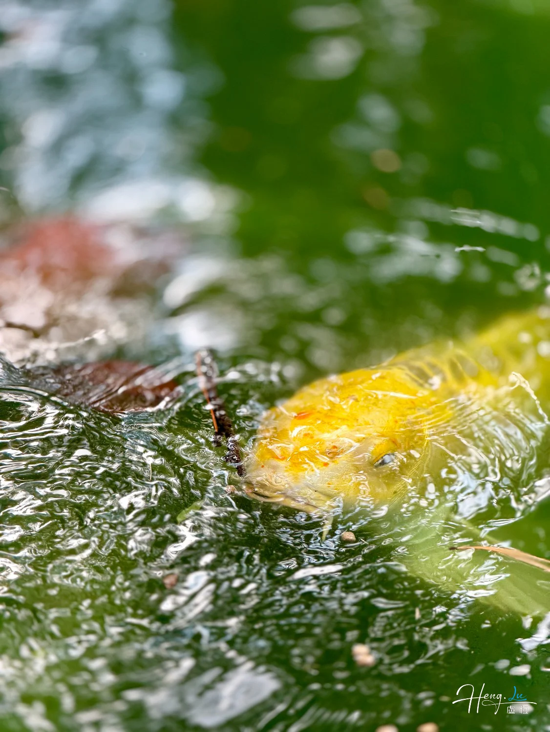 Yellow koi fish swimming near water surface