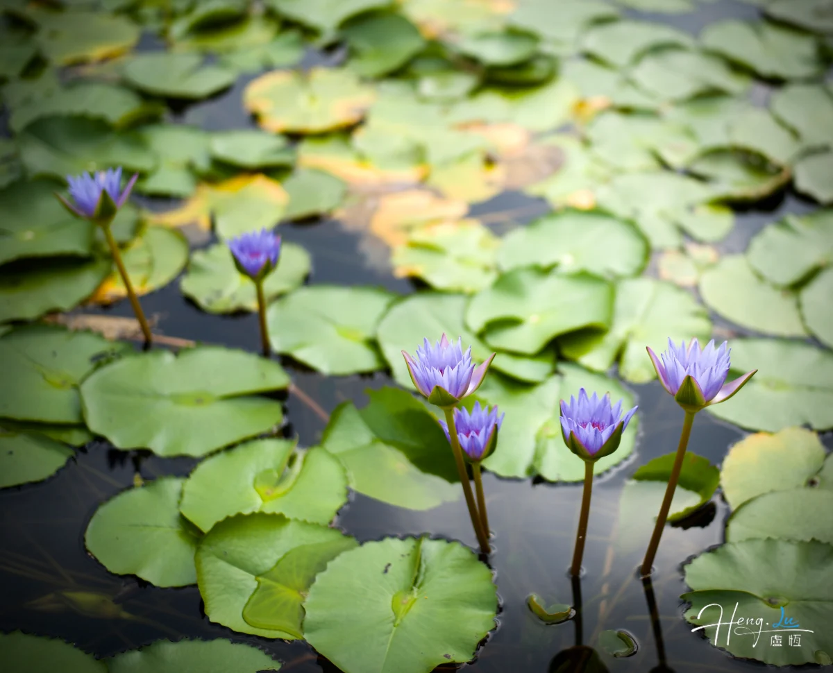 Purple-water-lilies-on-calm-pond (1)
