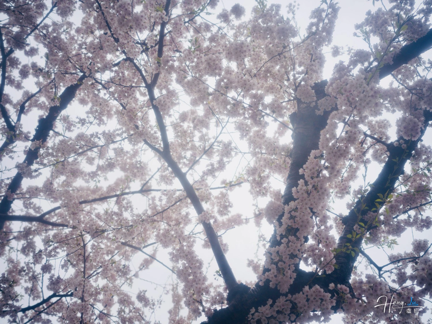 Cherry-blossoms