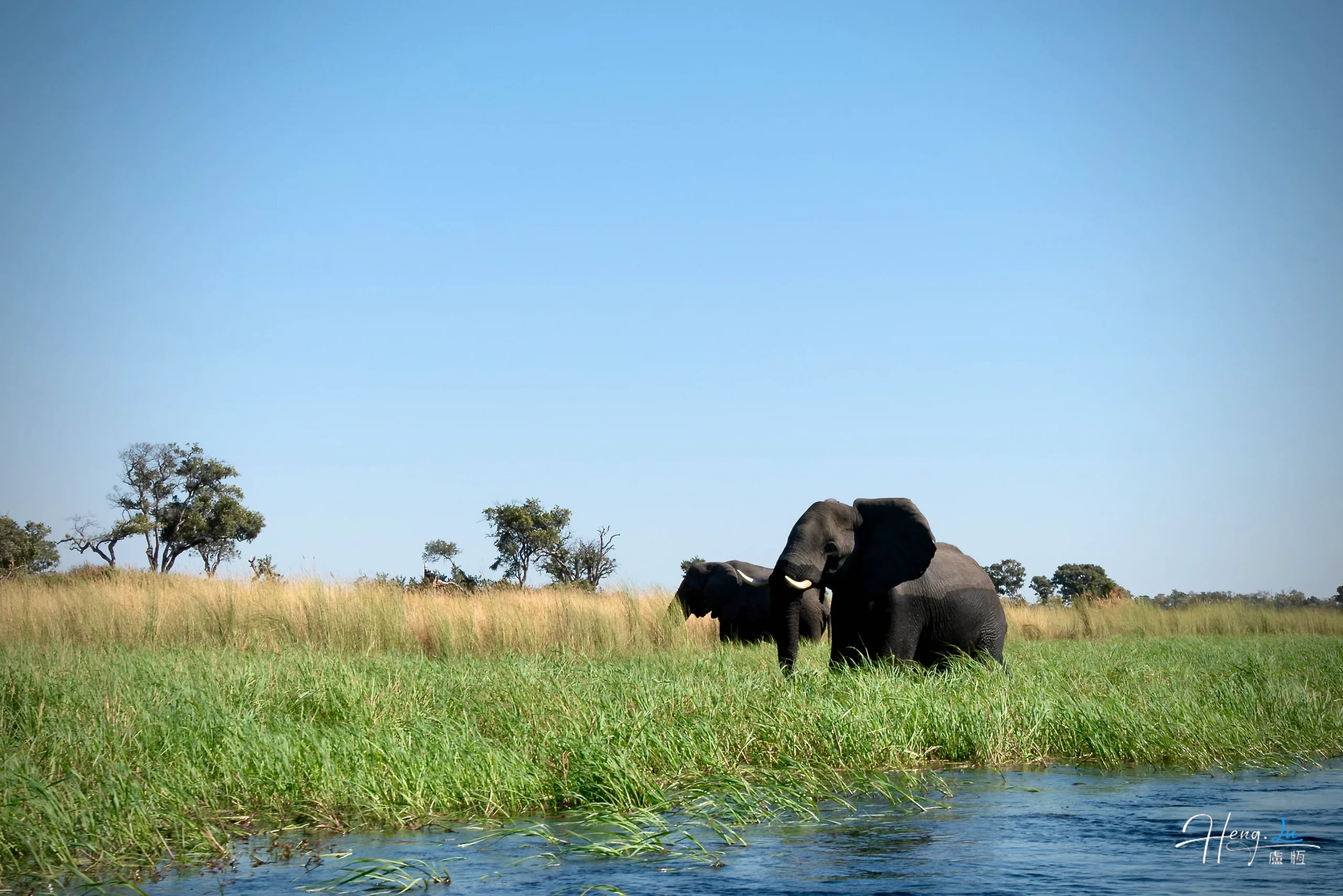 Elephants grazing by river in grassy savannah