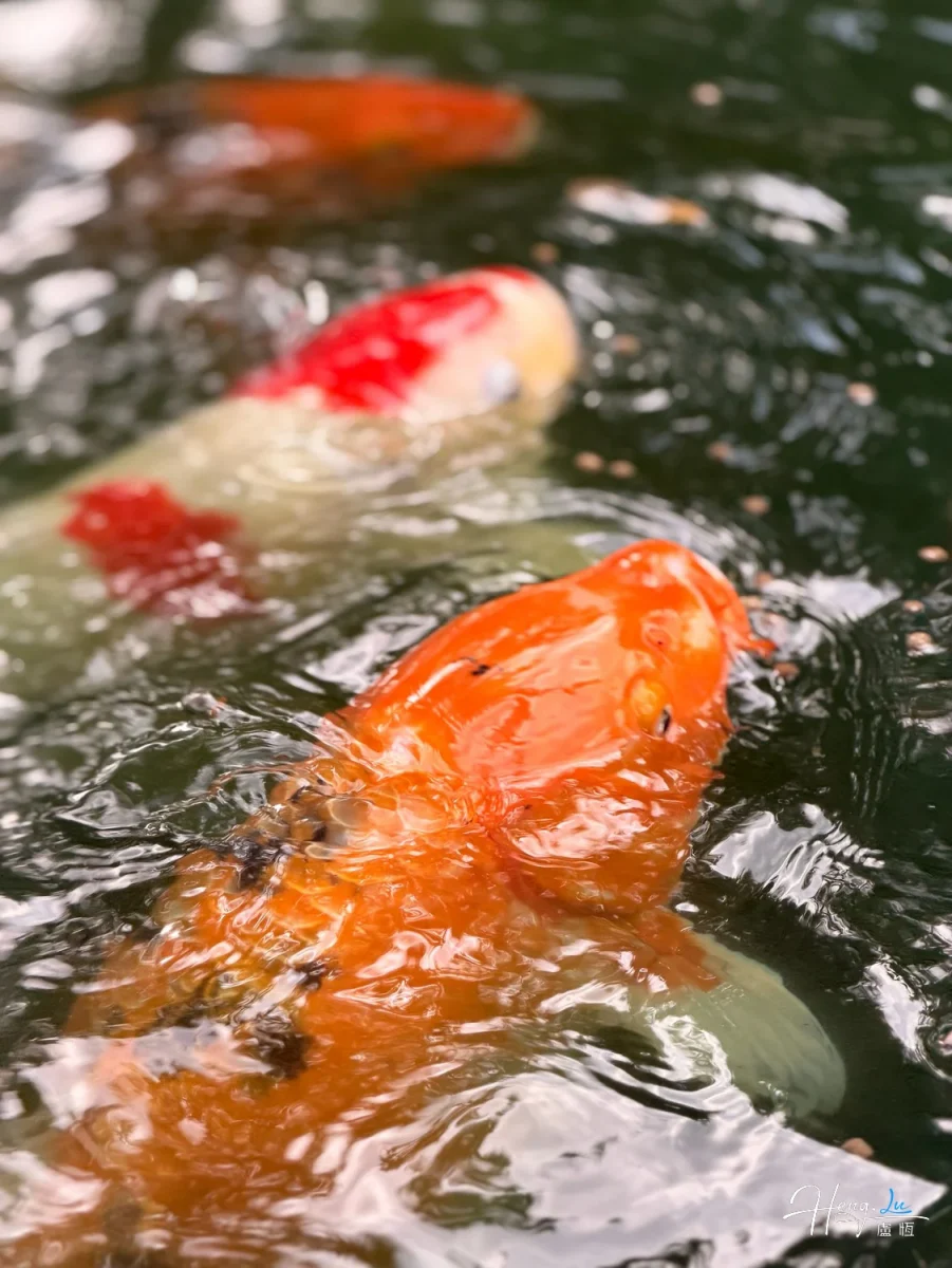 Colorful Koi Fish Swimming In Rippling Water