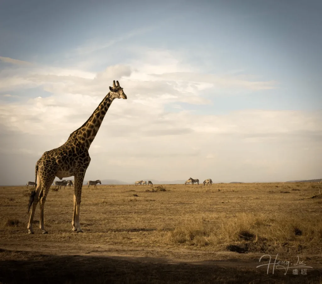 Tall giraffe on plain with horizon full of zebras Giraffe-standing-on-savannah-with-zebras-in-background