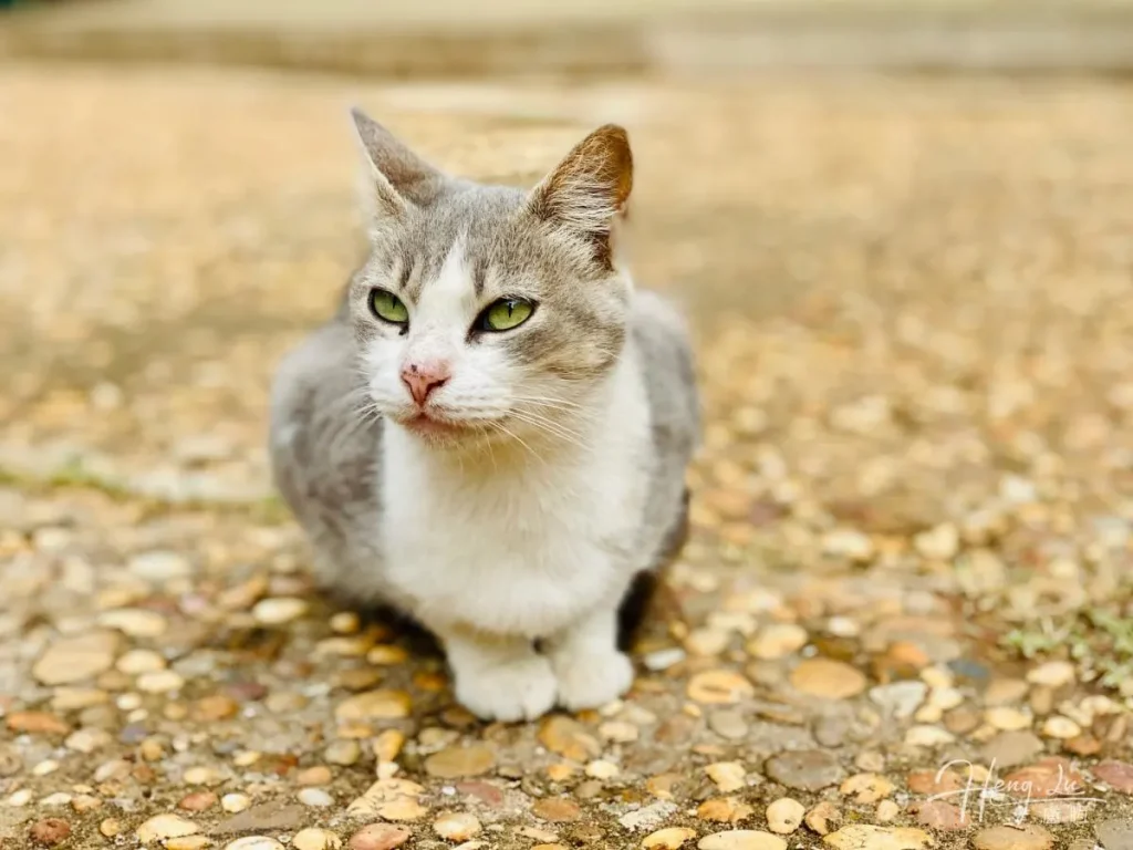 Cat resting quietly with green eyes full of light Gray-and-white-cat-with-green-eyes-sitting-on-stone-ground
