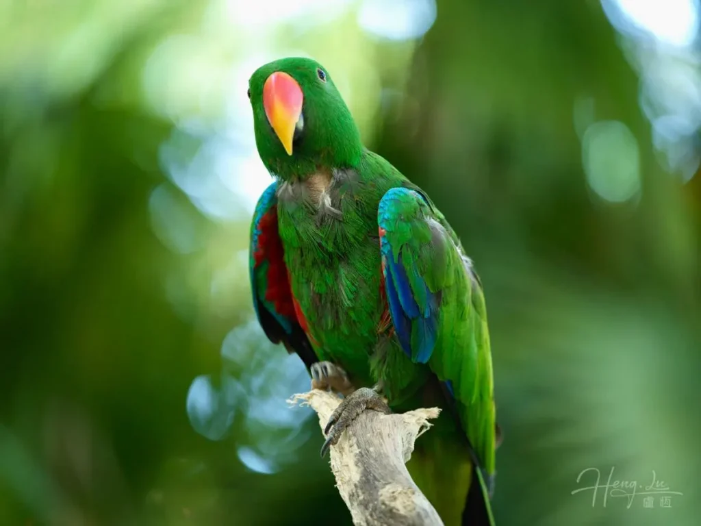 Parrot with vivid feathers perched in green setting Green-parrot-with-red-and-blue-wings-on-branch