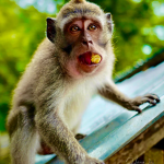 Monkey-holding-snack-in-mouth-on-metal-surface