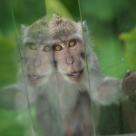 Monkey-reflection-on-glass-with-curious-expression